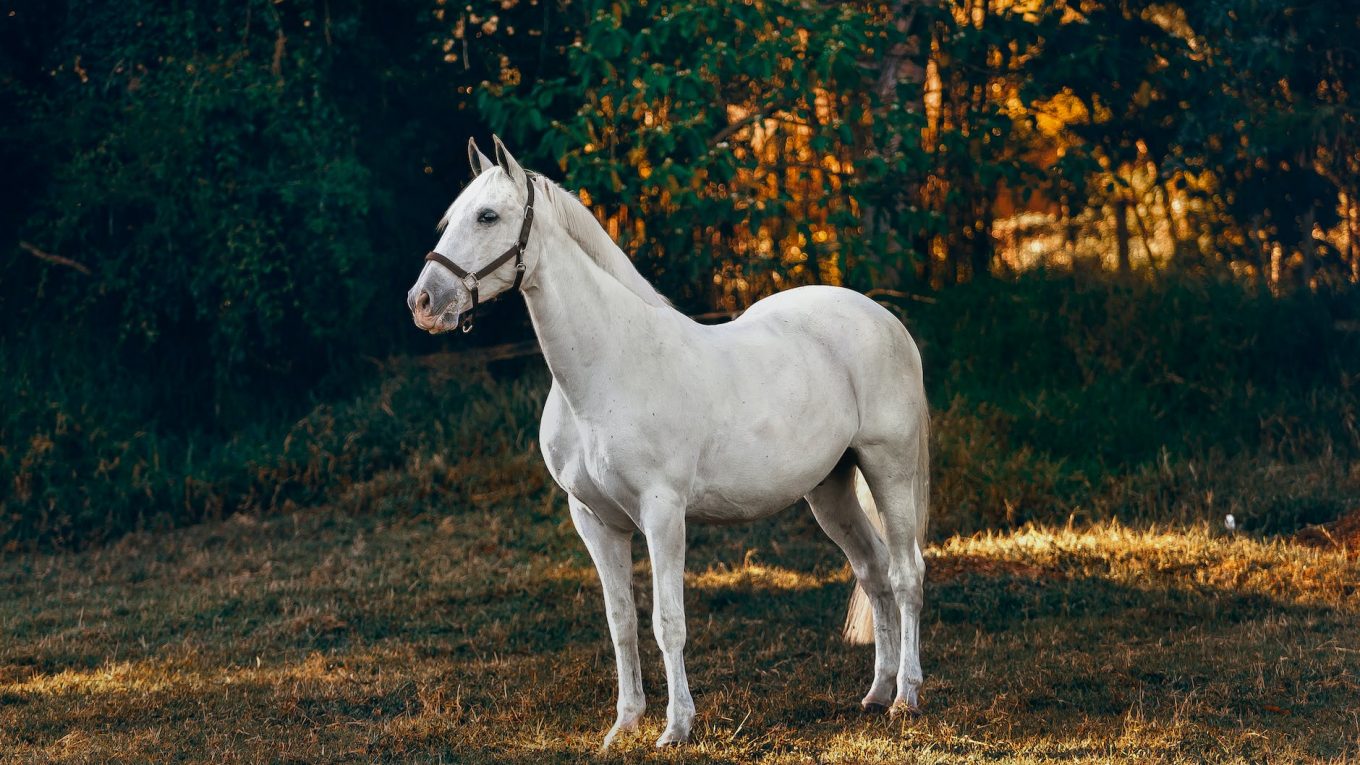 white horse on brown grass field