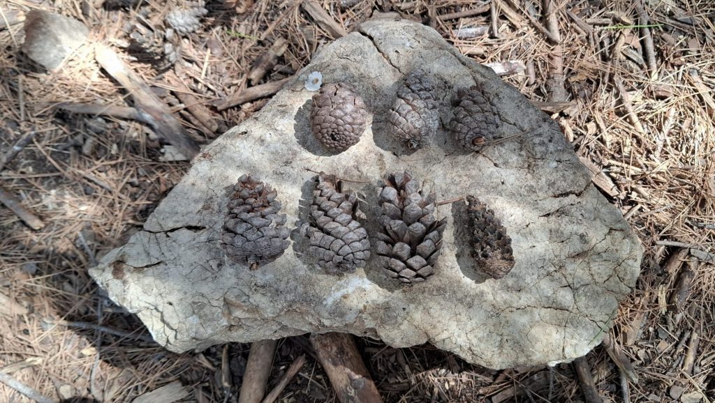 7 cones on a stone
