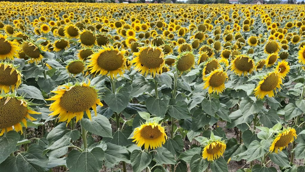 a field of sunflowers on the outskirts of Vienna. Cropped in such a way that there is only a tiny bit of the shot that doesn't show sunflowers. Deliberately about 2° off horizontal. I'm a human after all!