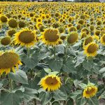 a field of sunflowers on the outskirts of Vienna. Cropped in such a way that there is only a tiny bit of the shot that doesn't show sunflowers. Deliberately about 2° off horizontal. I'm a human after all!