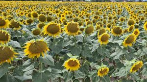 a field of sunflowers on the outskirts of Vienna. Cropped in such a way that there is only a tiny bit of the shot that doesn't show sunflowers. Deliberately about 2° off horizontal. I'm a human after all!
