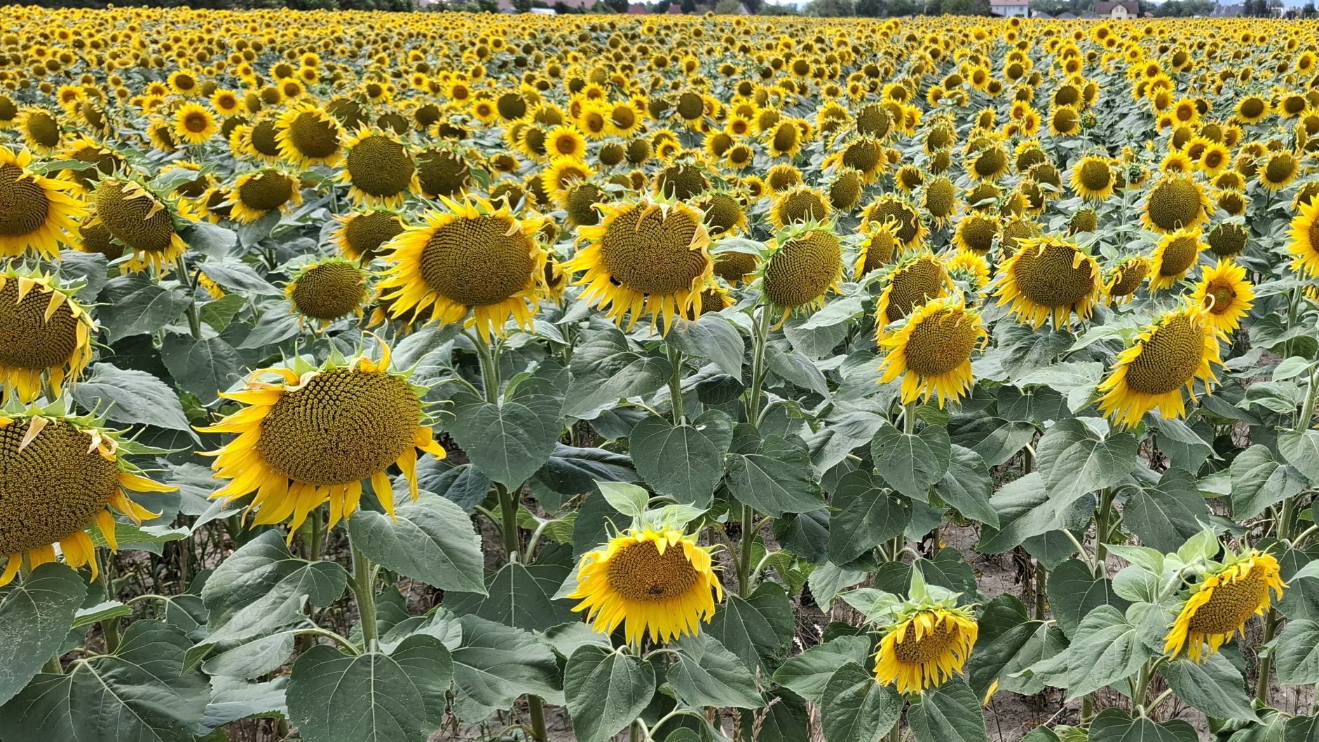 a field of sunflowers on the outskirts of Vienna. Cropped in such a way that there is only a tiny bit of the shot that doesn't show sunflowers. Deliberately about 2° off horizontal. I'm a human after all!